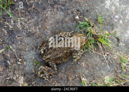 Il rospo comune o il rospo europeo è seduto su un terreno sporco, vista dall'alto, foto ravvicinata di rana con messa a fuoco selettiva Foto Stock