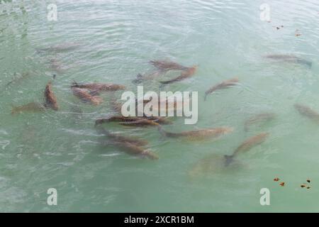 Stormo di pesci in acqua blu, primo piano con messa a fuoco selettiva Foto Stock