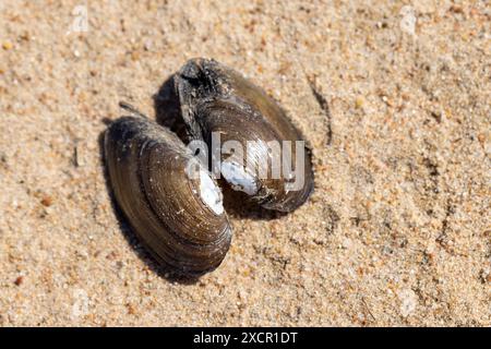 Un guscio vuoto di cozze blu giace sulla sabbia costiera, Mytilus edulis Foto Stock