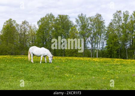 Il cavallo bianco pascola nel prato in un giorno d'estate Foto Stock