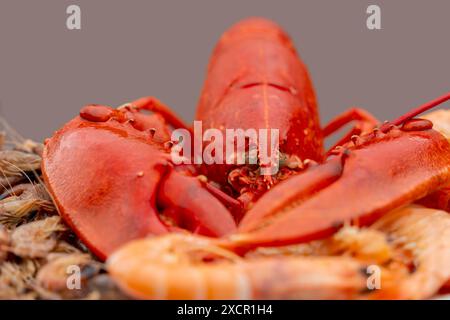 Primo piano di un'aragosta cotta e di altri gamberi su un piatto con dorso grigio Foto Stock