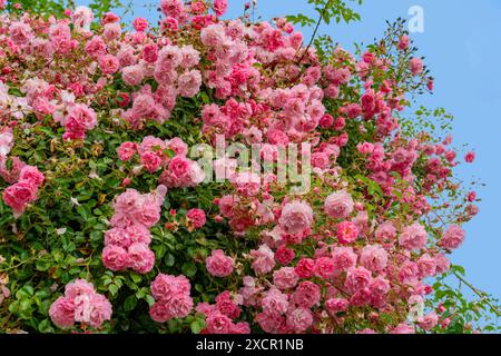 Primo piano del cespuglio di rose con molte teste di fiori rosa davanti al cielo blu Foto Stock