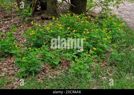 Fioritura della grande celandina (Chelidonium majus) in prossimità del sentiero forestale Foto Stock