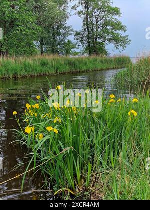 Bandiera gialla in fiore (Iris pseudacorus) sulla riva del lago olandese Foto Stock