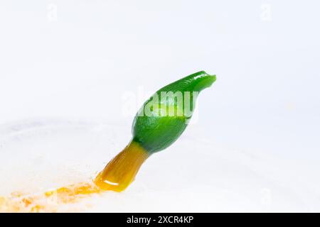 germoglio germinato di piante verdi e gialle che cresce su ghiaccio congelato con fondo bianco Foto Stock