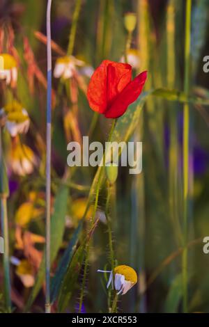 Fiore di papavero rosso tra camomilla nel campo estivo Foto Stock