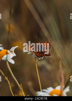 Una bellissima farfalla poggia su un fiore di campo. Foto Stock