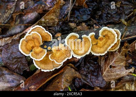 Primo piano del fungo di coda di tacchino (Trametes versicolor) - Pisgah National Forest, vicino a Brevard, Carolina del Nord, Stati Uniti Foto Stock