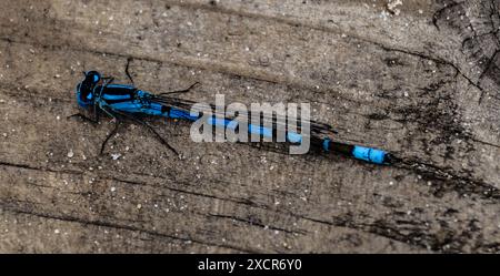 Riserva naturale nazionale di Thursley Foto Stock