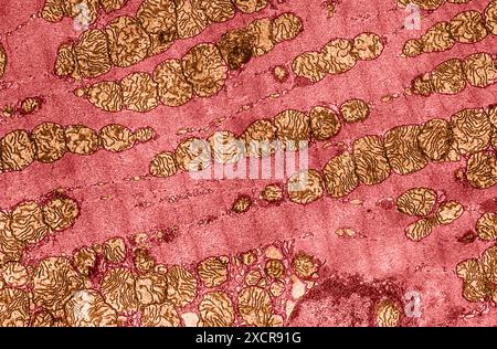 Micrografia elettronica a trasmissione del muscolo cardiaco. Foto Stock