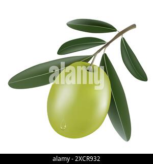 Vettoriale che disegna il ramo dell'olivo con l'olivo verde. Illustrazione Vettoriale