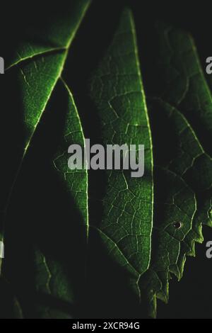 Clorofilla verde e vene di una foglia con il sole estivo che splende. Foto Stock