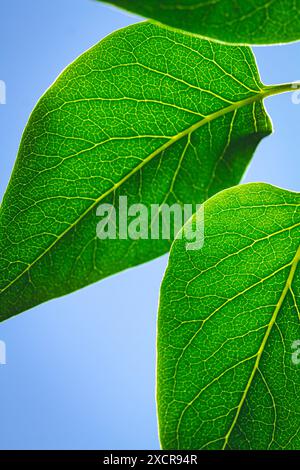 Clorofilla verde e vene di una foglia con il sole estivo che splende. Foto Stock