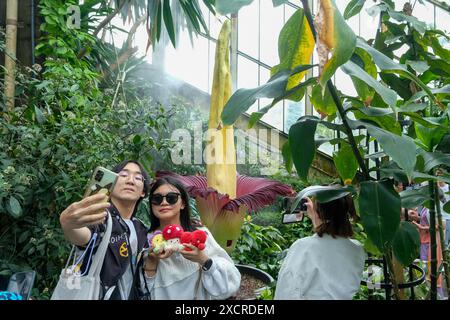 Londra, Regno Unito, 18 giugno 2024. I visitatori fanno un selfie di fronte al Titan Arum (Amorphophallus titanum) mentre fiorisce all'interno del conservatorio Princess of Wales ai Kew Gardens. Il fiore raro di breve durata si erge per oltre 2 metri di altezza e può raggiungere circa 3 metri. La punta di fiore attira insetti amanti della carne con un odore di carne marciante per l'impollinazione, ed è la seconda a fiorire in una settimana, con un terzo previsto presto. Credito: Fotografia dell'undicesima ora/Alamy Live News Foto Stock