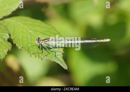 Femmina damselfly a gambe bianche o gamba di piume blu (Platycnemis pennipes), famiglia Platycnemididae su una foglia di un cespuglio di mora. Estate, giugno, Francia Foto Stock