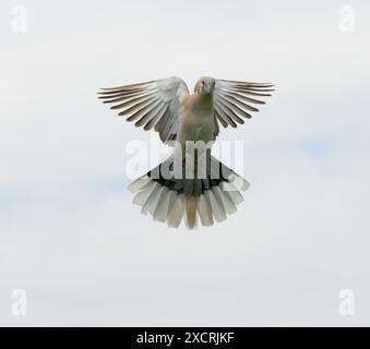 Vista frontale di una colomba eurasiatica con colletto in volo, con sfondo nuvoloso Foto Stock