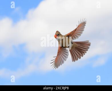 Cardinale del Nord in volo, con sfondo nuvoloso Foto Stock