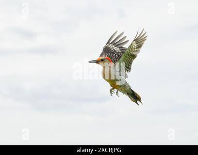 Woodpecker dal panciotto rosso che vola da destra a sinistra, contro il cielo nuvoloso Foto Stock