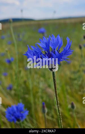 Wadern Themenfoto: Natur, Pflanzen und fauna, Blumen, Blueten, 16.06.2024 Die blauen Blueten der Kornblume in einem Getreidefeld Themenfoto: Natur, Pflanzen und fauna, Blumen, Blueten, 16.06.2024 *** Wadern tema foto natura, piante e fauna, fiori, fiori, fiori, 16 06 2024 i fiori blu del fiordaliso in un campo di grano tema foto natura, piante e fauna, fiori, fiori, fiori, fiori, 16 06 2024 Copyright: xAugstx/xEibner-Pressefotox EP jat Foto Stock