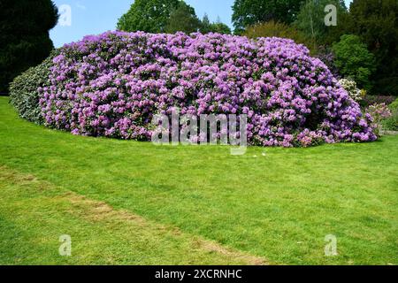 Splendido cespuglio di rododendri viola circondato da erba e alberi. Foto Stock