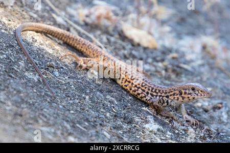 California Whiptail Lizard, adulti. Stevens Creek County Park, Santa Clara County, California, Stati Uniti. Foto Stock