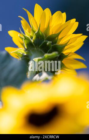 Un girasole (helianthus annuus) visto da dietro con primo piano sfocato Foto Stock