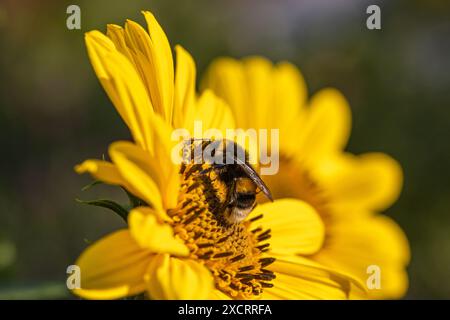 Primo piano di un bumblebee (bombus) che raccoglie polline su un girasole (helianthus annuus) in piena fioritura con sfondo sfocato Foto Stock