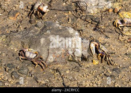 Fiddler Crab, Uca pugnax o tangeri nel Parco naturale Ria Formosa, Algarve, Portogallo. Foto Stock