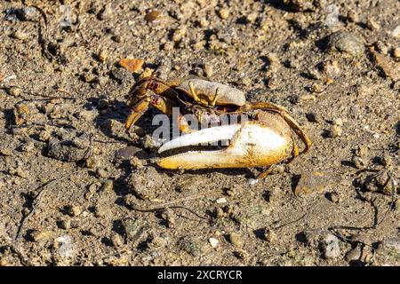 Fiddler Crab, Uca pugnax o tangeri nel Parco naturale Ria Formosa, Algarve, Portogallo. Foto Stock