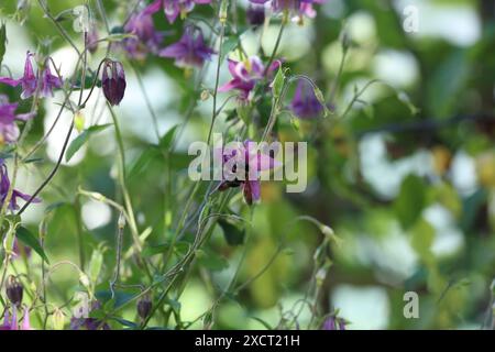 Un'ape carpentiere che raccoglie polline da un fiore di colombina rosa, in primavera, a Trevor, Wisconsin, Stati Uniti Foto Stock