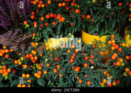 arancio vibrante e bacche rosse su lussureggianti piante verdi, esposte in vasi gialli, con fiori viola in un cestino di vimini sullo sfondo Foto Stock