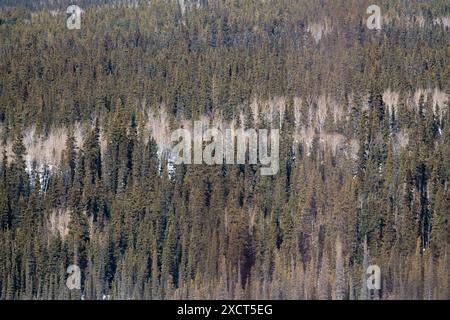 Foresta boreale del Canada settentrionale vista in primavera con densa abete rosso selvaggio e pini. Foto Stock