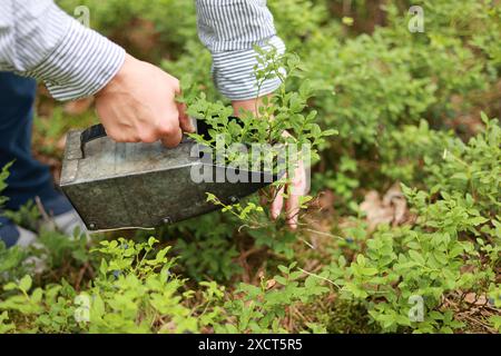 Raccolta di mirtilli. Processo di raccolta e raccolta delle bacche stagionali selvatiche nella foresta. Le mani delle donne raccolgono i mirtilli con l'attrezzo per raccogliere i mirtilli, succhiano i mirtilli con lo speciale rastrello, pettine per la raccolta all'azienda agricola. Foto Stock