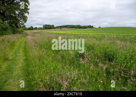 Bordo di un campo lasciato per crescere allo stato selvatico per gli impollinatori e per fornire copertura al suolo per gli uccelli che nidificano al suolo. Foto Stock