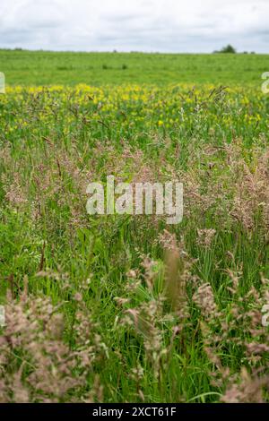 Bordo di un campo lasciato per crescere allo stato selvatico per gli impollinatori e per fornire copertura al suolo per gli uccelli che nidificano al suolo. Foto Stock