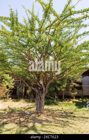 Calabash Tree (Crescentia alata) chiamato anche calabash messicano, jicaro, morro, morrito o calabash alato in Nicaragua. Tipiche palline gialle che crescono sul tronco con frutta rotonda nera all'interno. Foto Stock