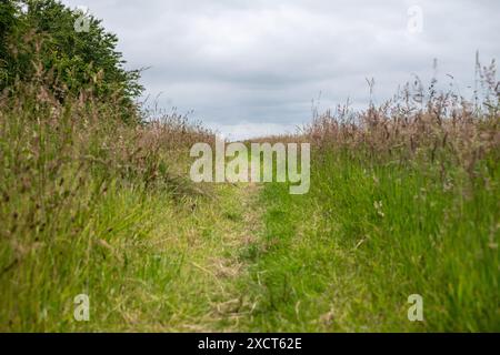 Un percorso di falciatura attraverso erbe miste e fiori selvatici lungo il bordo di un campo in piena estate. Foto Stock