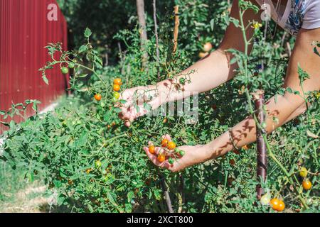 Una donna preleva pomodori ciliegini da cespugli in un orto in un giorno d'estate. Raccolta di verdure. Foto Stock