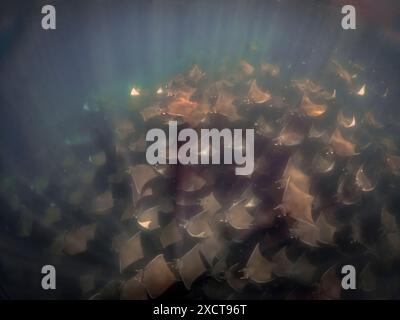 Una grande aggregazione di Munk's Devil Rays, alias Mobula Rays (Mobula munkiana) in bassa California Sur, Messico Foto Stock