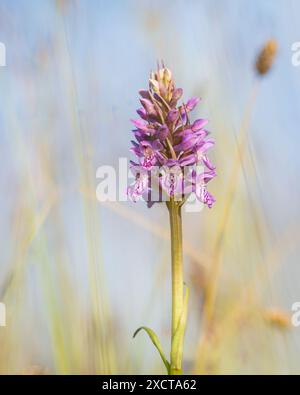 L'orchidea baltica (Dactylorhiza baltica) fiorisce sul prato costiero. Orchidea baltica sul prato costiero. Foto Stock