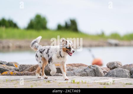 Giocoso cane da pastore australiano blu merle in estate. Buon cucciolo australiano che corre sulla banchina del porto. Foto Stock