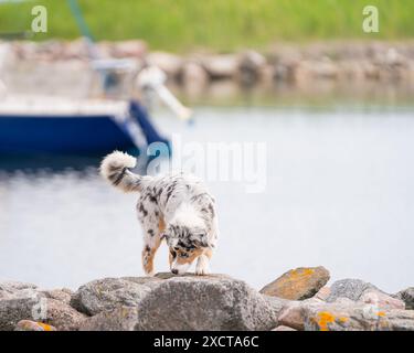 Giocoso cane da pastore australiano blu merle in estate. Buon cucciolo australiano che corre sulla banchina del porto. Foto Stock
