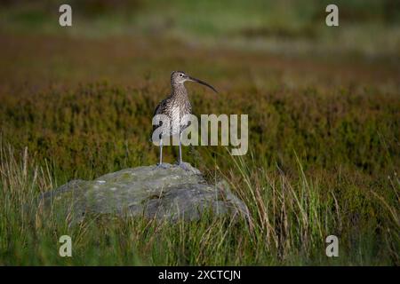 Curlew Eurasian standing (wader alto, becco curvo, gambe lunghe e sottili, altopiani della brughiera habitat primaverile) - Dallow Moor, North Yorkshire, Inghilterra Regno Unito. Foto Stock
