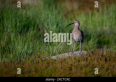 Curlew Eurasian standing (wader alto, becco curvo, gambe lunghe e sottili, altopiani della brughiera habitat primaverile) - Dallow Moor, North Yorkshire, Inghilterra Regno Unito. Foto Stock