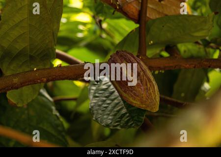 Frutto di cacao su un albero in Costa Rica Foto Stock