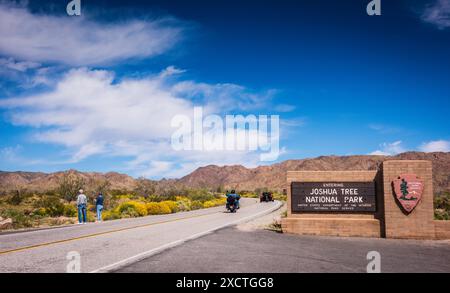 Coppia che fotografa Brittlebush 'Encelia farinosa' strada di fiori gialli all'ingresso del Joshua Tree National Park, con moto di passaggio. Foto Stock