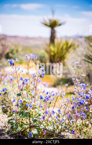 Desert Canterbury Bells (Phacelia campanularia) al Joshua Tree National Park. Foto Stock