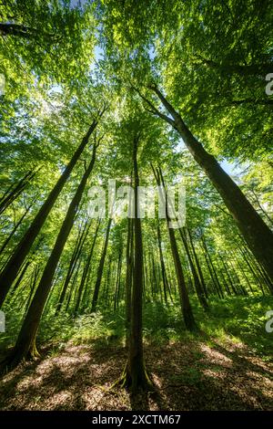 Splendida foresta illuminata dal sole con alberi alti e fitte vegetazione, perfetta per temi e sfondi naturali. Foto Stock
