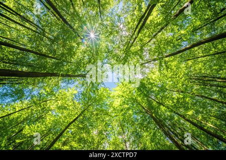 Vista verso l'alto di una fitta tettoia della foresta con luce del sole che splende attraverso le foglie, creando un'atmosfera serena e vibrante. Foto Stock