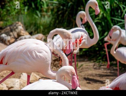 Bellissimi fenicotteri rosa che camminano tranquillamente attraverso l'erba Foto Stock